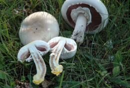 Agaricus xanthodermus6.jpg