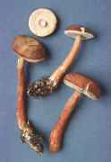 Austroboletus gracilis2 Mushroom