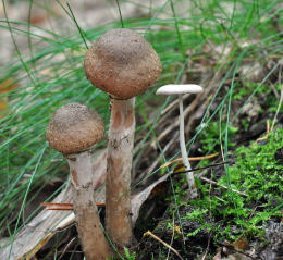 Armillaria mellea 001