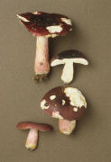 Russula erythropus2 Mushroom
