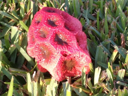 Clathrus ruber