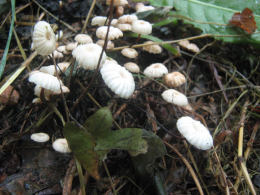 Marasmius rotula3