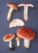 Russula persicina Mushroom