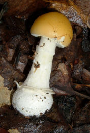 Amanita gemmata 3