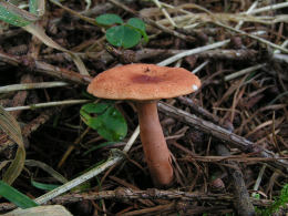 Lactarius tabidus