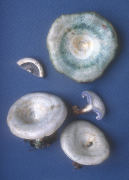 Lactarius indigo2 Mushroom
