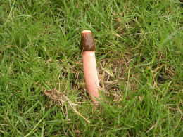 Mutinus elegans Pink stemmed form2