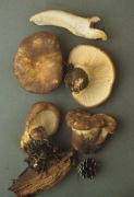 Paxillus atrotomentosus Mushroom