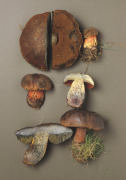 Boletus erythropus4 Mushroom