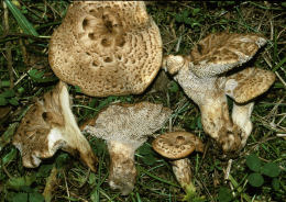 Sarcodon imbricatum3