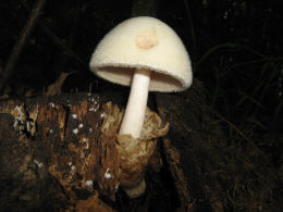 Volvariella bombycina84
