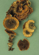 Hydnellum concrescens Mushroom