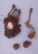 Cordyceps ophioglossoides 3 Mushroom