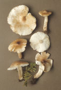 Tricholoma inocybeoides Mushroom