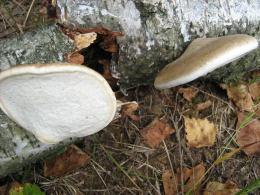 Piptoporus betulinus