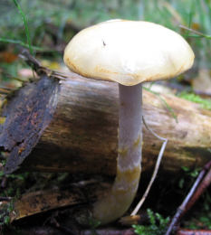 Cortinarius delibutus 2