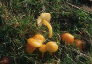 Hygrocybe langeiF Mushroom