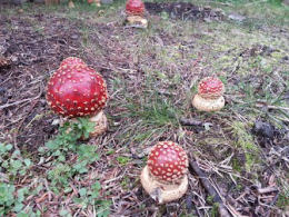 Amanita muscaria 26