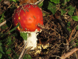 Amanita muscaria 26