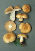 Russula fellea Mushroom