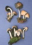 Coprinus micaceus Mushroom