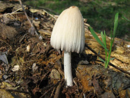 Coprinus atramentariusF