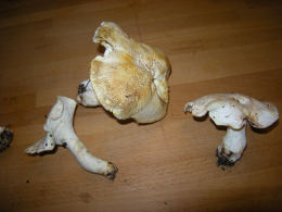 Albatrellus ovinus