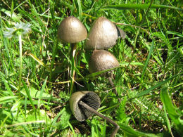 Panaeolus sphinctrinus