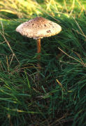 Lepiota procera4 Mushroom