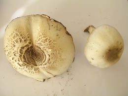 Agaricus placomyces2