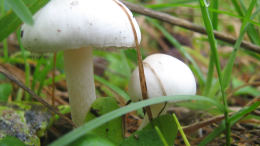 Inocybe geophylla