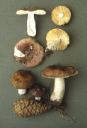 Russula nauseosa 2 Mushroom