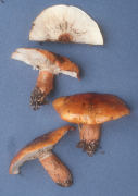 Tricholoma aurantium3 Mushroom