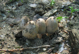 Coprinus atramentariusF