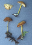 Entoloma incanum2 LEPTONIA INCANA Mushroom