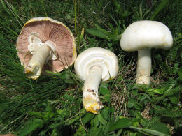 Agaricus xanthodermus6.jpg