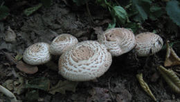 Agaricus bohusii 6