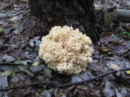 Sparassis crispa3