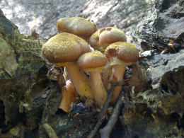 Armillaria mellea 001