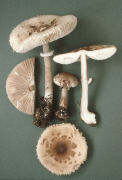 Macrolepiota konradii Mushroom
