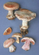Cortinarius obliquus2 Mushroom