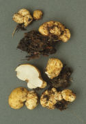 Choiromyces meandriformis Mushroom