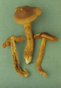 Cortinarius speciosissimus2 Mushroom