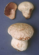 Calvatia cyathiformis Mushroom
