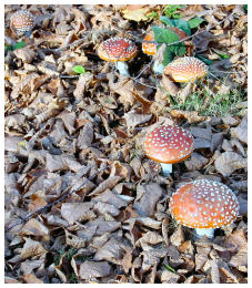 Amanita muscaria 26