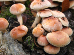 Hypholoma sublateritium3