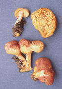 Tricholomopsis rutilans Mushroom