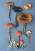 Hygrophorus conicus2 Mushroom