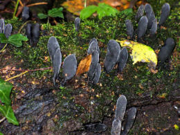 Xylaria polymorpha  David Tuckett 2 Mushroom