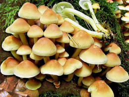 Hypholoma fasciculare4